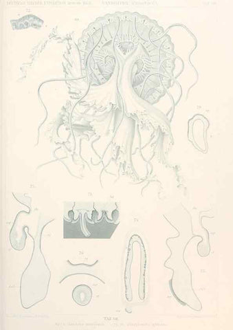 Reproducción/Reproduction 25713590922: Wissenschaftliche Ergebnisse der Deutschen Tiefsee-Expedition auf dem Dampfer ""Valdivia"" 1898-1899.. Jena,G. Fischer,1902-40.