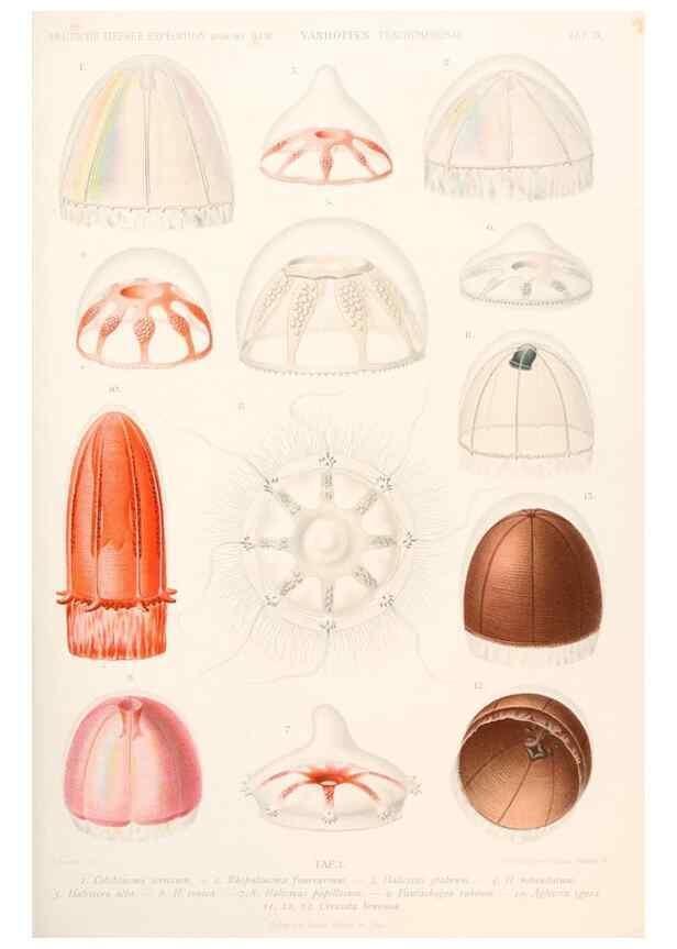 Reproducción/Reproduction 25533844040: Wissenschaftliche Ergebnisse der Deutschen Tiefsee-Expedition auf dem Dampfer ""Valdivia"" 1898-1899.. Jena,G. Fischer,1902-40.
