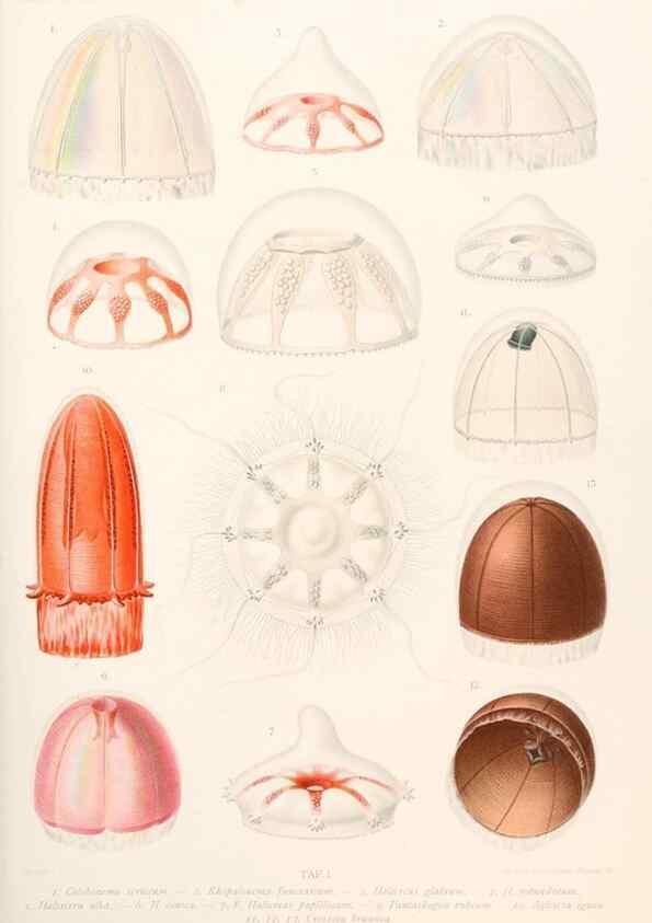 Reproducción/Reproduction 25533844040: Wissenschaftliche Ergebnisse der Deutschen Tiefsee-Expedition auf dem Dampfer ""Valdivia"" 1898-1899.. Jena,G. Fischer,1902-40.