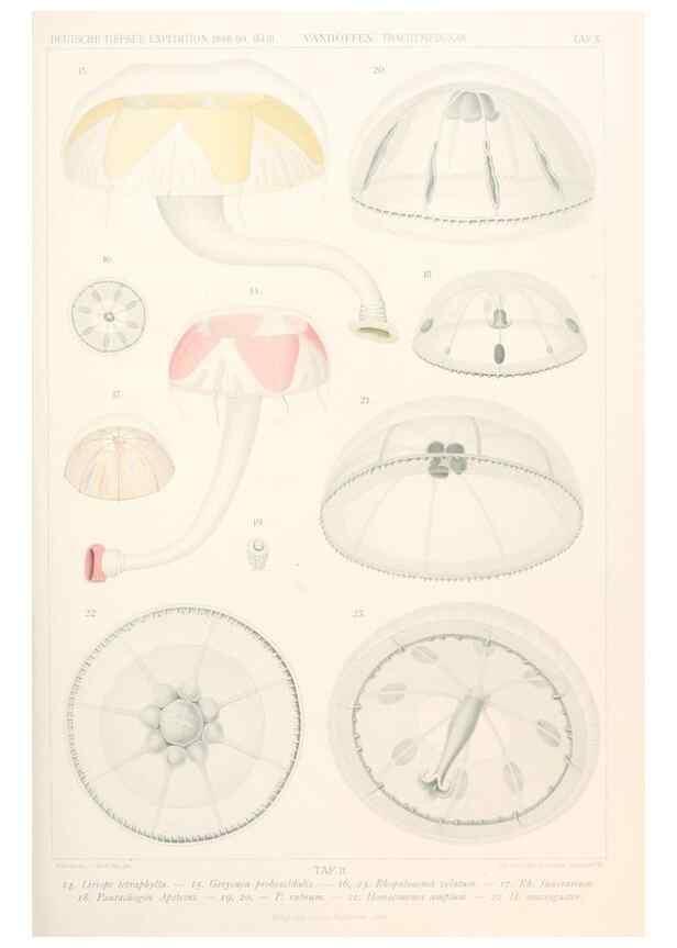 Reproducción/Reproduction 25739437761: Wissenschaftliche Ergebnisse der Deutschen Tiefsee-Expedition auf dem Dampfer ""Valdivia"" 1898-1899.. Jena,G. Fischer,1902-40.