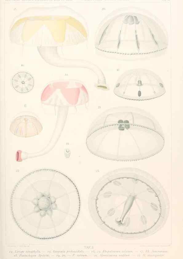 Reproducción/Reproduction 25739437761: Wissenschaftliche Ergebnisse der Deutschen Tiefsee-Expedition auf dem Dampfer ""Valdivia"" 1898-1899.. Jena,G. Fischer,1902-40.