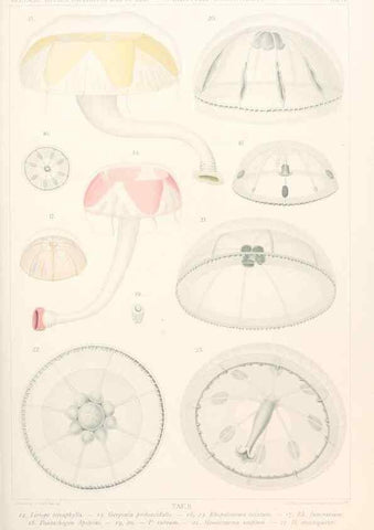 Reproducción/Reproduction 25739437761: Wissenschaftliche Ergebnisse der Deutschen Tiefsee-Expedition auf dem Dampfer ""Valdivia"" 1898-1899.. Jena,G. Fischer,1902-40.