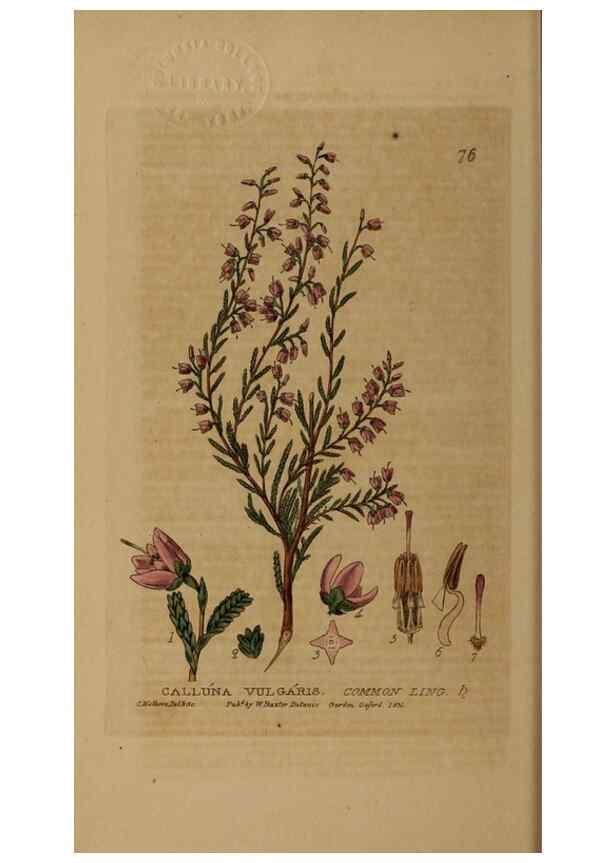 Reproducción/Reproduction 28969806706: British phaenogamous botany,. Oxford,Published by the author, sold by J.H. Parker [etc.]1834-43.