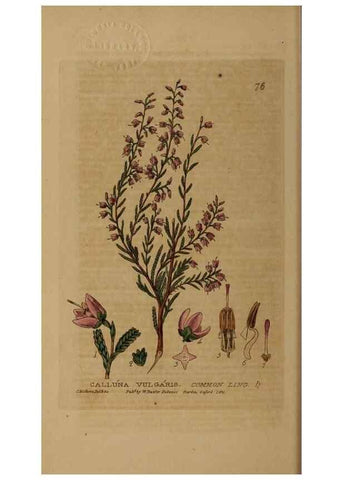 Reproducción/Reproduction 28969806706: British phaenogamous botany,. Oxford,Published by the author, sold by J.H. Parker [etc.]1834-43.