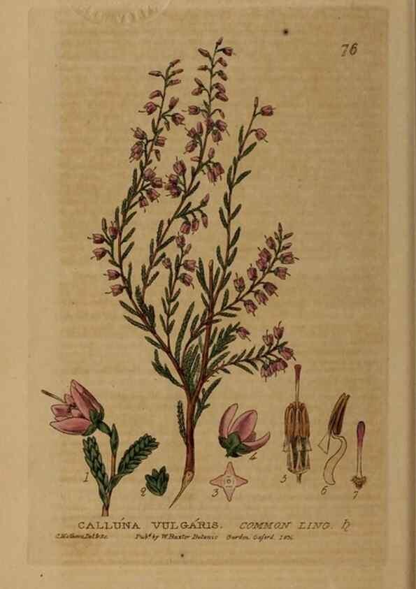 Reproducción/Reproduction 28969806706: British phaenogamous botany,. Oxford,Published by the author, sold by J.H. Parker [etc.]1834-43.