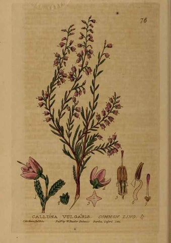Reproducción/Reproduction 28969806706: British phaenogamous botany,. Oxford,Published by the author, sold by J.H. Parker [etc.]1834-43.