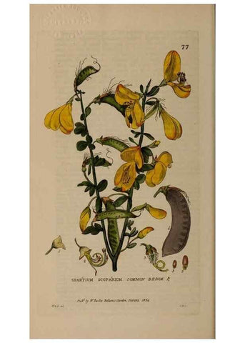Reproducción/Reproduction 28926077061: British phaenogamous botany,. Oxford,Published by the author, sold by J.H. Parker [etc.]1834-43.
