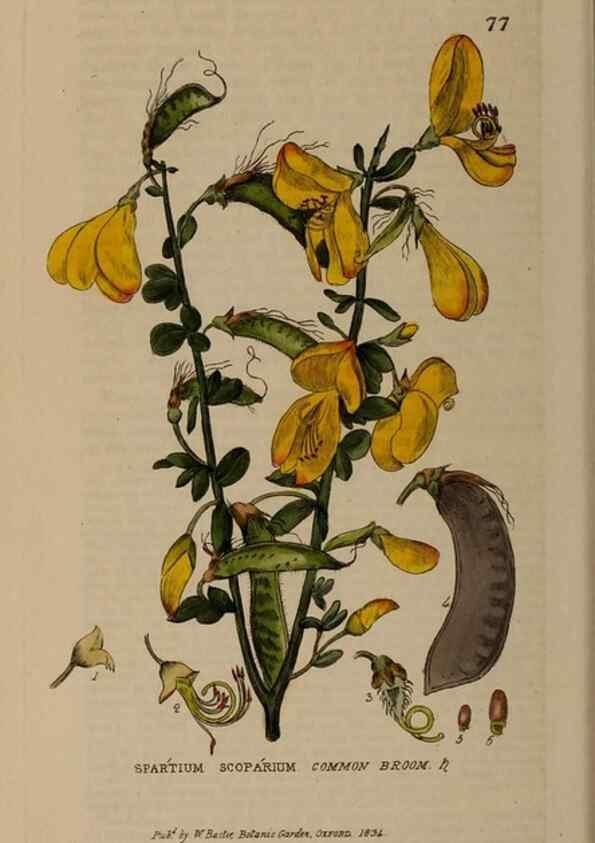 Reproducción/Reproduction 28926077061: British phaenogamous botany,. Oxford,Published by the author, sold by J.H. Parker [etc.]1834-43.
