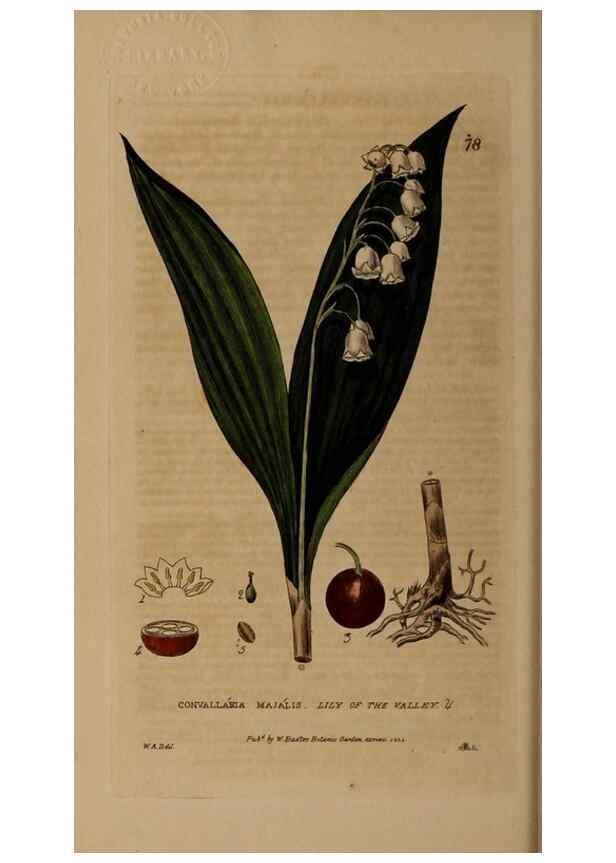 Reproducción/Reproduction 28385228443: British phaenogamous botany,. Oxford,Published by the author, sold by J.H. Parker [etc.]1834-43.