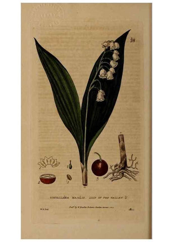 Reproducción/Reproduction 28385228443: British phaenogamous botany,. Oxford,Published by the author, sold by J.H. Parker [etc.]1834-43.