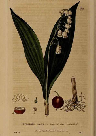 Reproducción/Reproduction 28385228443: British phaenogamous botany,. Oxford,Published by the author, sold by J.H. Parker [etc.]1834-43.
