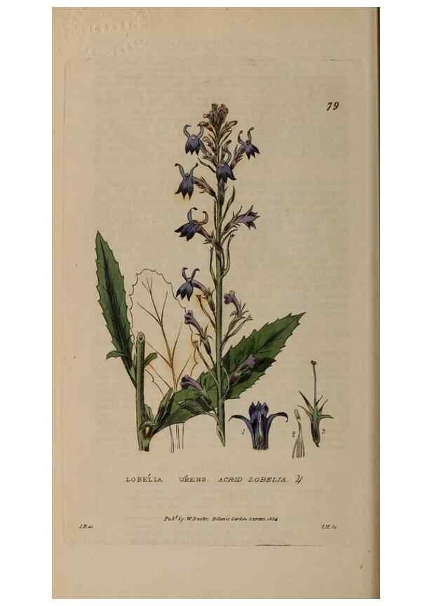 Reproducción/Reproduction 28385231593: British phaenogamous botany,. Oxford,Published by the author, sold by J.H. Parker [etc.]1834-43.