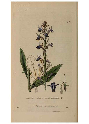 Reproducción/Reproduction 28385231593: British phaenogamous botany,. Oxford,Published by the author, sold by J.H. Parker [etc.]1834-43.