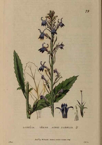 Reproducción/Reproduction 28385231593: British phaenogamous botany,. Oxford,Published by the author, sold by J.H. Parker [etc.]1834-43.