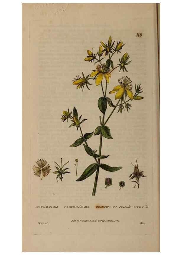 Reproducción/Reproduction 29002379055: British phaenogamous botany,. Oxford,Published by the author, sold by J.H. Parker [etc.]1834-43.