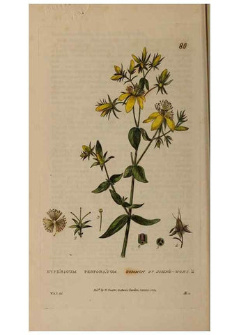 Reproducción/Reproduction 29002379055: British phaenogamous botany,. Oxford,Published by the author, sold by J.H. Parker [etc.]1834-43.