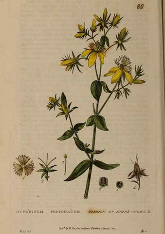 Reproducción/Reproduction 29002379055: British phaenogamous botany,. Oxford,Published by the author, sold by J.H. Parker [etc.]1834-43.