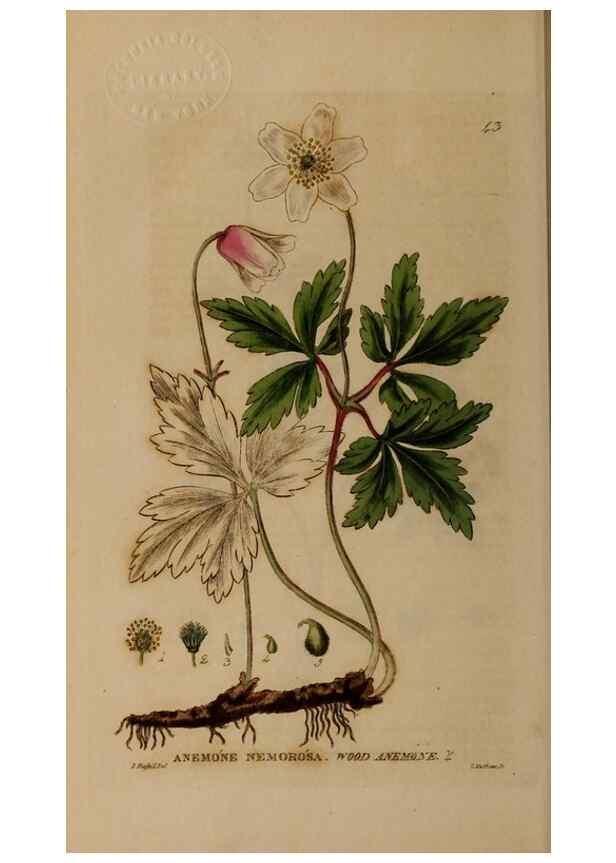Reproducción/Reproduction 28387051393: British phaenogamous botany,. Oxford,Published by the author, sold by J.H. Parker [etc.]1834-43.