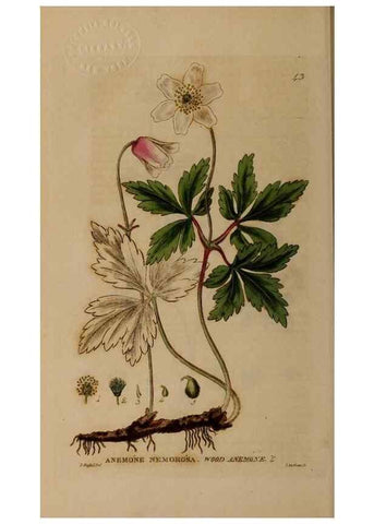 Reproducción/Reproduction 28387051393: British phaenogamous botany,. Oxford,Published by the author, sold by J.H. Parker [etc.]1834-43.