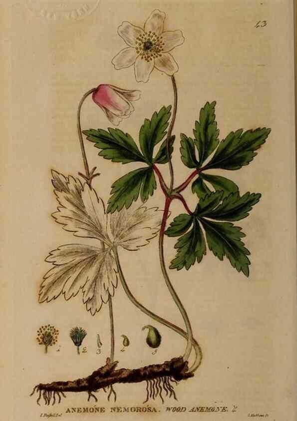 Reproducción/Reproduction 28387051393: British phaenogamous botany,. Oxford,Published by the author, sold by J.H. Parker [etc.]1834-43.