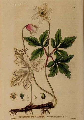 Reproducción/Reproduction 28387051393: British phaenogamous botany,. Oxford,Published by the author, sold by J.H. Parker [etc.]1834-43.