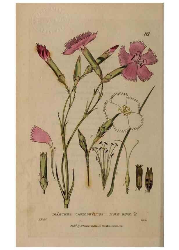 Reproducción/Reproduction 29021172435: British phaenogamous botany,. Oxford,Published by the author, sold by J.H. Parker [etc.]1834-43.