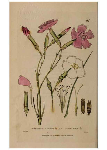 Reproducción/Reproduction 29021172435: British phaenogamous botany,. Oxford,Published by the author, sold by J.H. Parker [etc.]1834-43.
