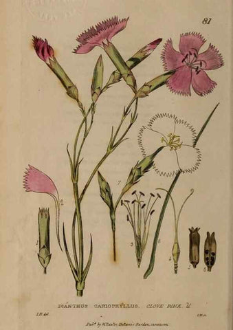 Reproducción/Reproduction 29021172435: British phaenogamous botany,. Oxford,Published by the author, sold by J.H. Parker [etc.]1834-43.