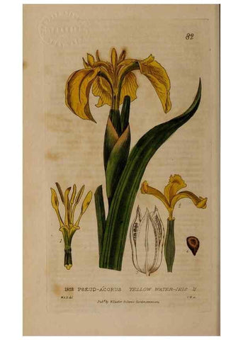 Reproducción/Reproduction 28916235722: British phaenogamous botany,. Oxford,Published by the author, sold by J.H. Parker [etc.]1834-43.