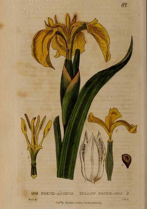 Reproducción/Reproduction 28916235722: British phaenogamous botany,. Oxford,Published by the author, sold by J.H. Parker [etc.]1834-43.