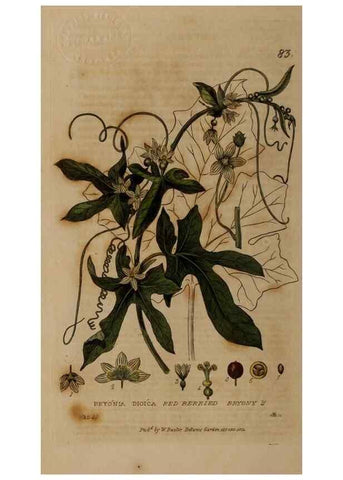 Reproducción/Reproduction 28988540726: British phaenogamous botany,. Oxford,Published by the author, sold by J.H. Parker [etc.]1834-43.