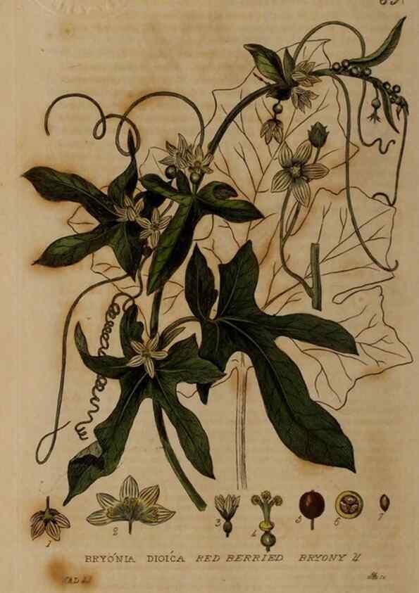 Reproducción/Reproduction 28988540726: British phaenogamous botany,. Oxford,Published by the author, sold by J.H. Parker [etc.]1834-43.