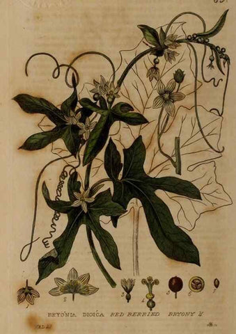 Reproducción/Reproduction 28988540726: British phaenogamous botany,. Oxford,Published by the author, sold by J.H. Parker [etc.]1834-43.