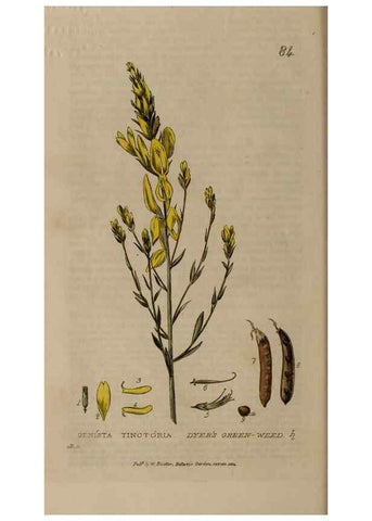 Reproducción/Reproduction 28916239382: British phaenogamous botany,. Oxford,Published by the author, sold by J.H. Parker [etc.]1834-43.