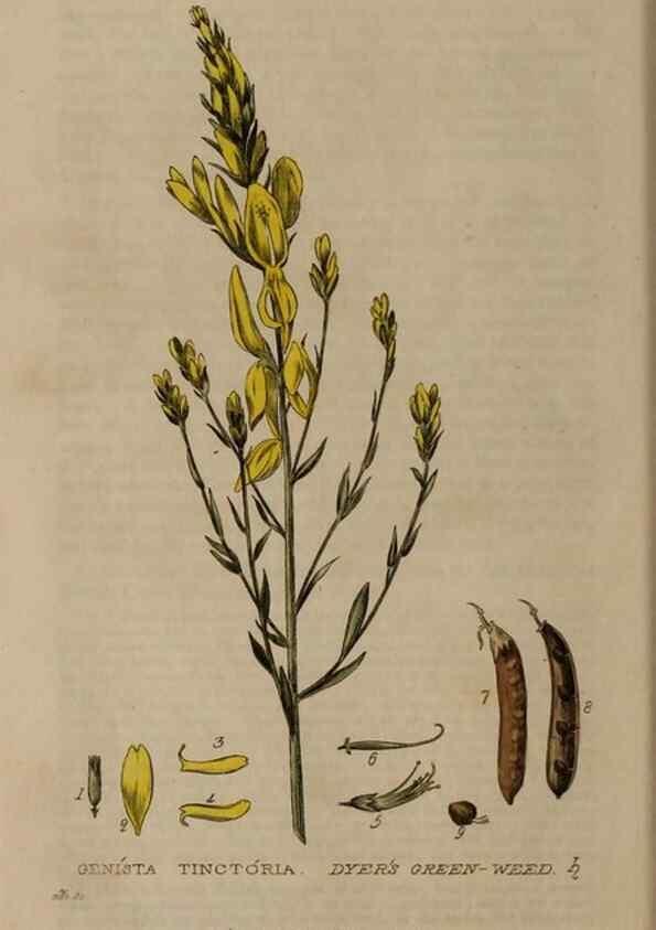 Reproducción/Reproduction 28916239382: British phaenogamous botany,. Oxford,Published by the author, sold by J.H. Parker [etc.]1834-43.