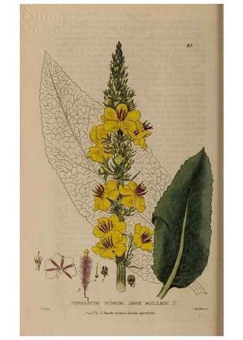 Reproducción/Reproduction 28404025143: British phaenogamous botany,. Oxford,Published by the author, sold by J.H. Parker [etc.]1834-43.