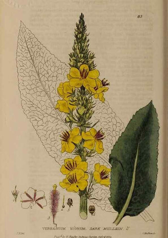 Reproducción/Reproduction 28404025143: British phaenogamous botany,. Oxford,Published by the author, sold by J.H. Parker [etc.]1834-43.