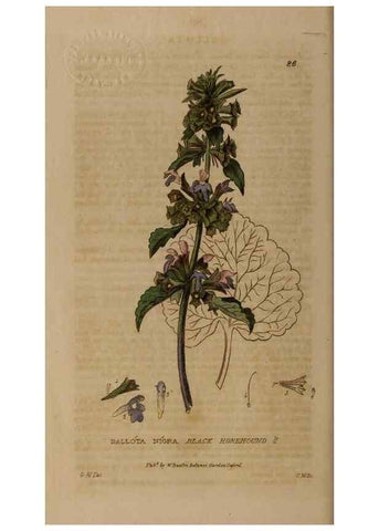 Reproducción/Reproduction 28404027143: British phaenogamous botany,. Oxford,Published by the author, sold by J.H. Parker [etc.]1834-43.