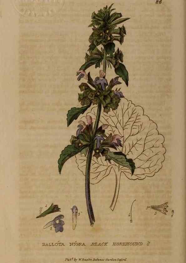 Reproducción/Reproduction 28404027143: British phaenogamous botany,. Oxford,Published by the author, sold by J.H. Parker [etc.]1834-43.