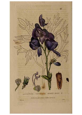 Reproducción/Reproduction 28988554726: British phaenogamous botany,. Oxford,Published by the author, sold by J.H. Parker [etc.]1834-43.