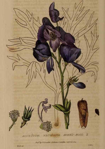 Reproducción/Reproduction 28988554726: British phaenogamous botany,. Oxford,Published by the author, sold by J.H. Parker [etc.]1834-43.