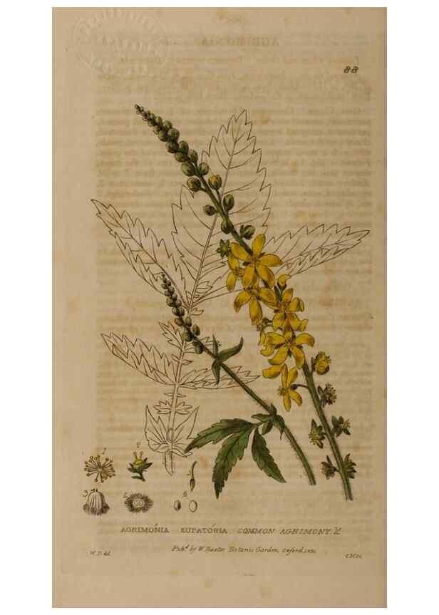 Reproducción/Reproduction 28735150740: British phaenogamous botany,. Oxford,Published by the author, sold by J.H. Parker [etc.]1834-43.