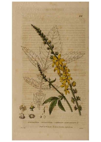 Reproducción/Reproduction 28735150740: British phaenogamous botany,. Oxford,Published by the author, sold by J.H. Parker [etc.]1834-43.