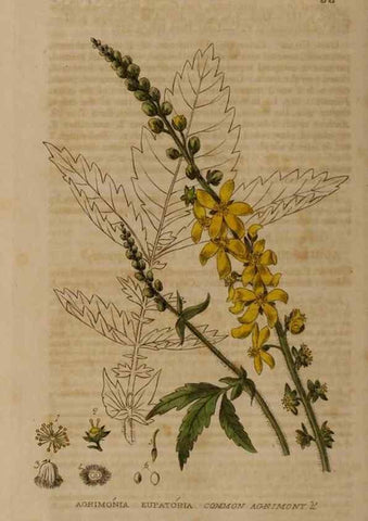Reproducción/Reproduction 28735150740: British phaenogamous botany,. Oxford,Published by the author, sold by J.H. Parker [etc.]1834-43.