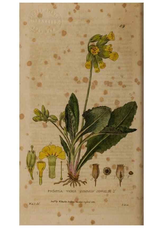 Reproducción/Reproduction 28988561276: British phaenogamous botany,. Oxford,Published by the author, sold by J.H. Parker [etc.]1834-43.