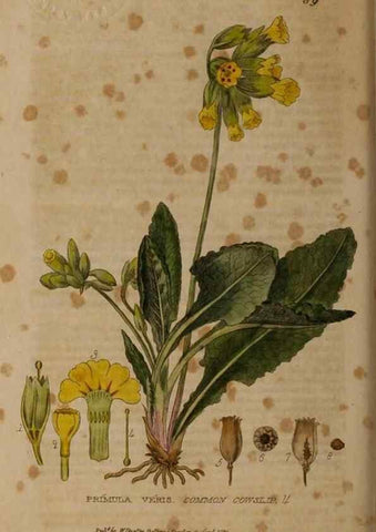 Reproducción/Reproduction 28988561276: British phaenogamous botany,. Oxford,Published by the author, sold by J.H. Parker [etc.]1834-43.