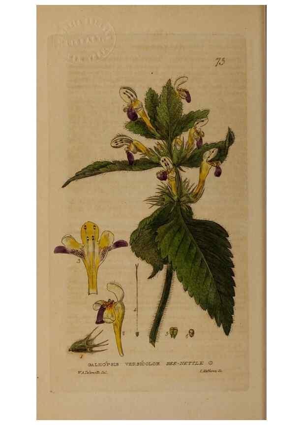 Reproducción/Reproduction 28969802336: British phaenogamous botany,. Oxford,Published by the author, sold by J.H. Parker [etc.]1834-43.