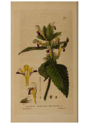Reproducción/Reproduction 28969802336: British phaenogamous botany,. Oxford,Published by the author, sold by J.H. Parker [etc.]1834-43.