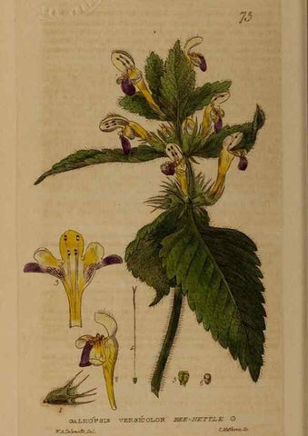 Reproducción/Reproduction 28969802336: British phaenogamous botany,. Oxford,Published by the author, sold by J.H. Parker [etc.]1834-43.
