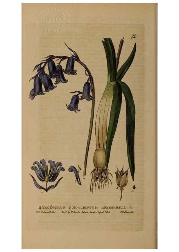 Reproducción/Reproduction 28926068911: British phaenogamous botany,. Oxford,Published by the author, sold by J.H. Parker [etc.]1834-43.